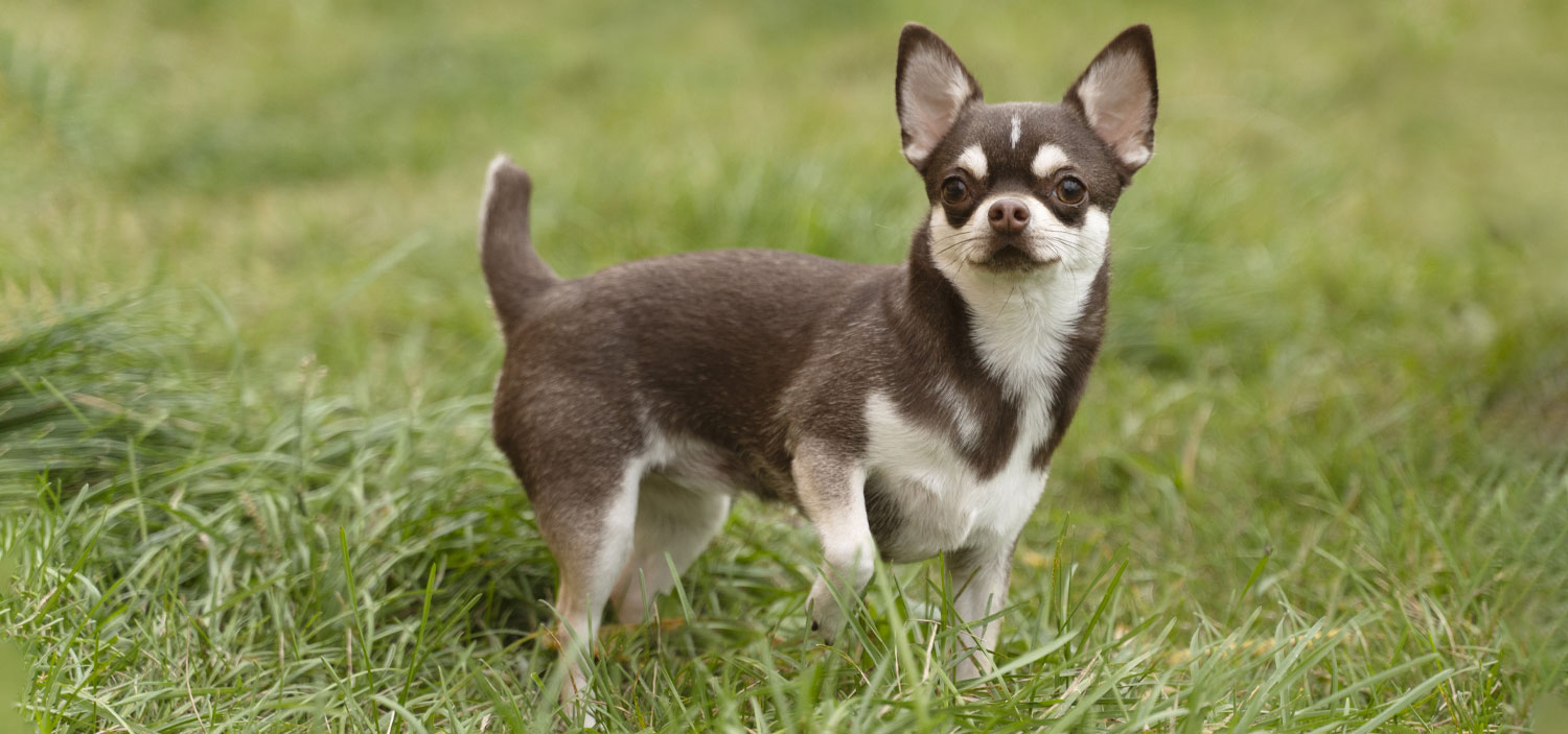 vol de chien pourquoi.jpg